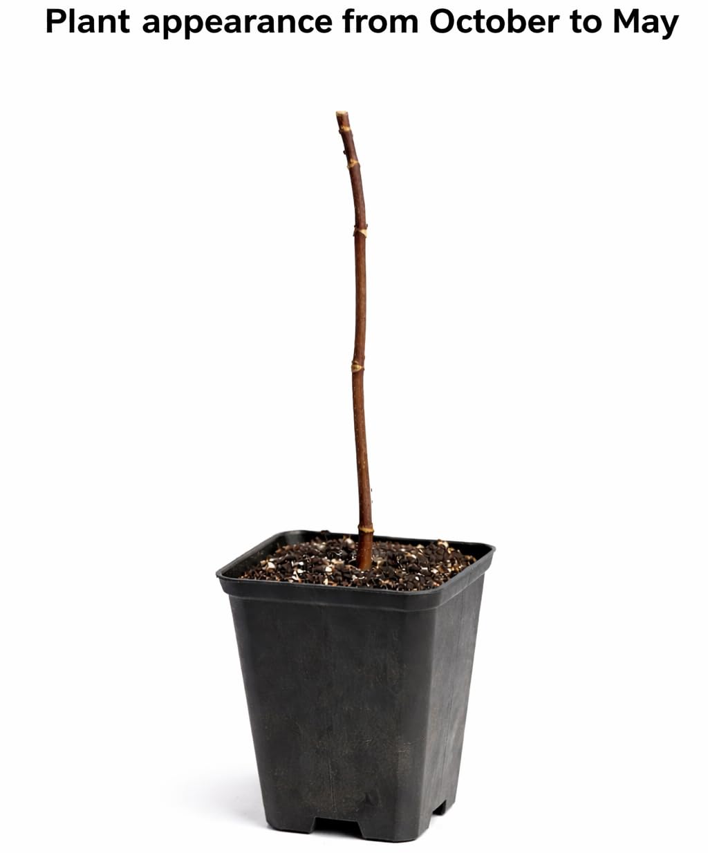 3 Paw Paw Trees - 6-12" Tall Seedlings - Live Plants - Rare Hardy Edible Fruit - Asimina triloba - (3 Pack)