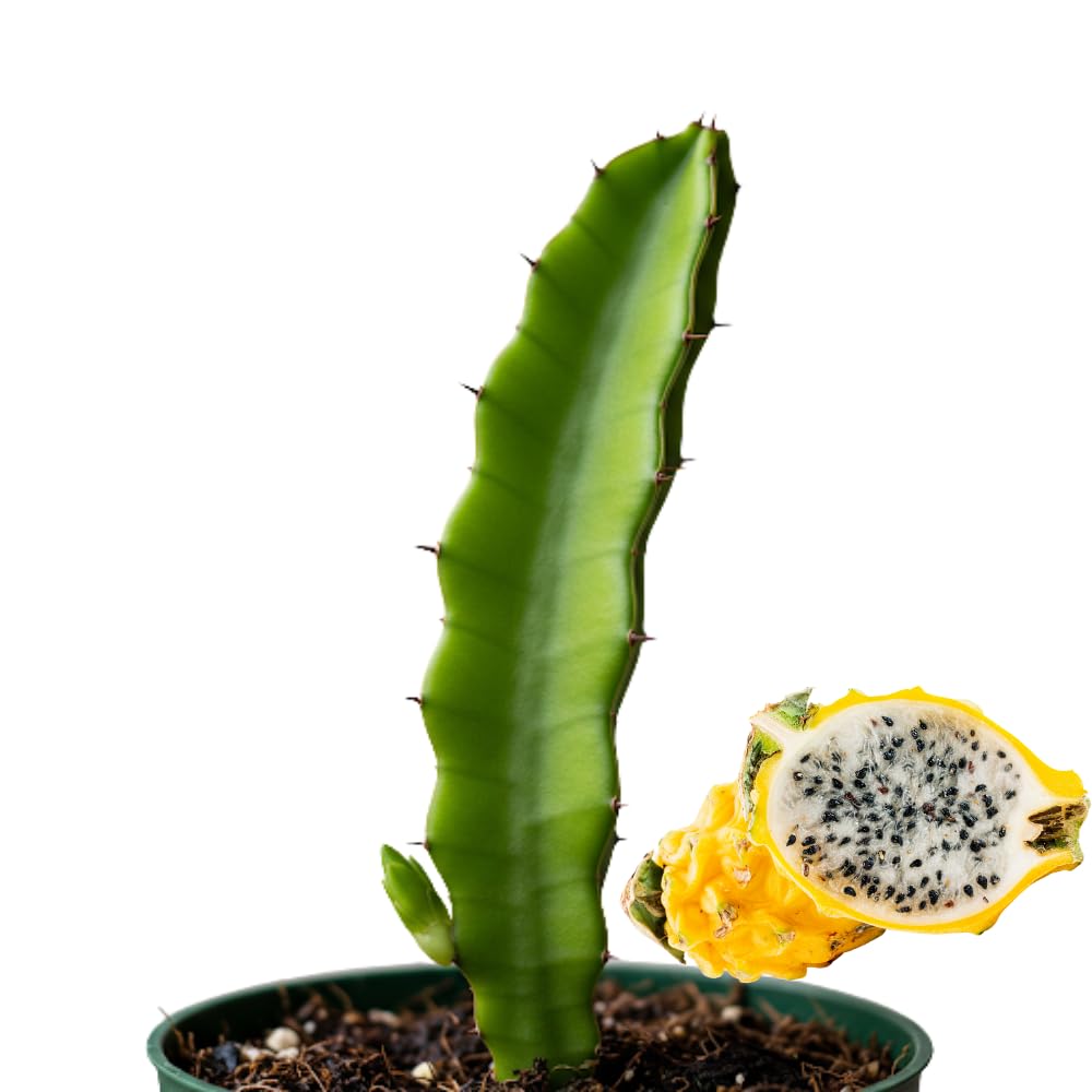 Yellow Dragon Fruit Plant Live, 3 to 6 Inches Tall Well Rooted, Dragon Fruit Live Plant