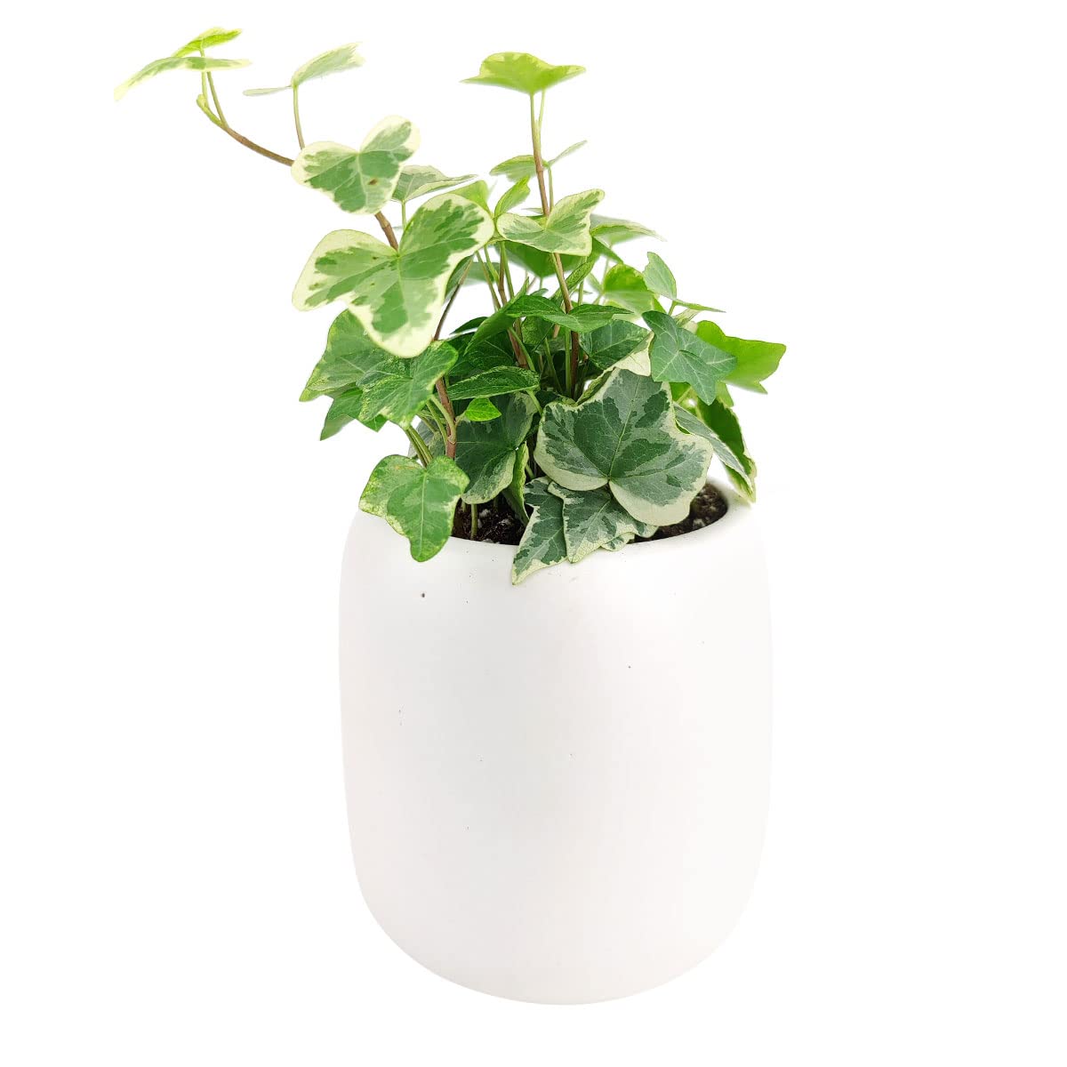 Golden English Ivy (4" Grower Pot) - Healthy Houseplant - Easy Care Indoor Houseplant