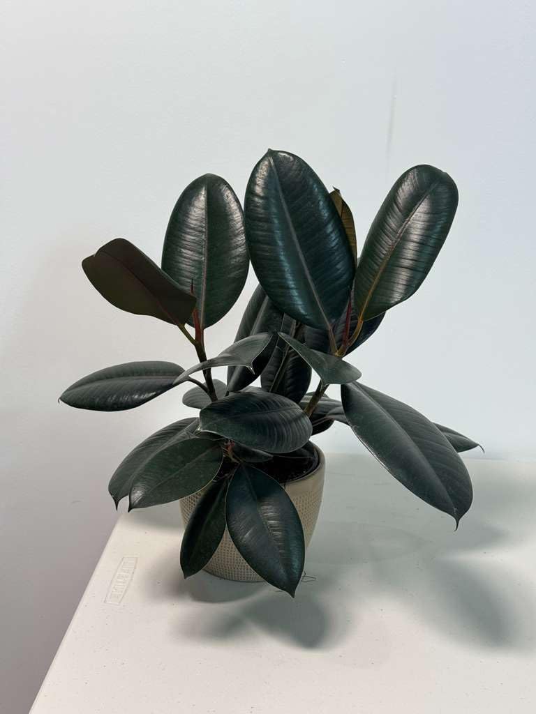 PLANTVERS Ficus Elastica ‘Burgundy’ Live Plant in 6" Grow Pot - Burgundy Rubber Tree – Low-Maintenance Indoor Houseplant | Air-Purifying Indoor Plant