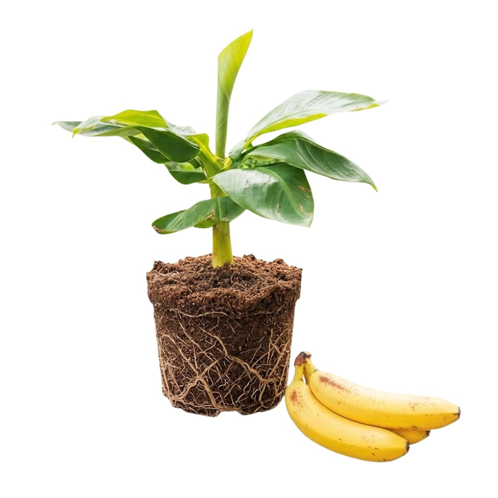 Banana Tree Live Plant, Banana Plant Live, Cold Hardy, Well-Rooted, Sweet Fruit, 4-6 Inches Tall for Outdoor Planting (Dwarf Cavendish Banana)