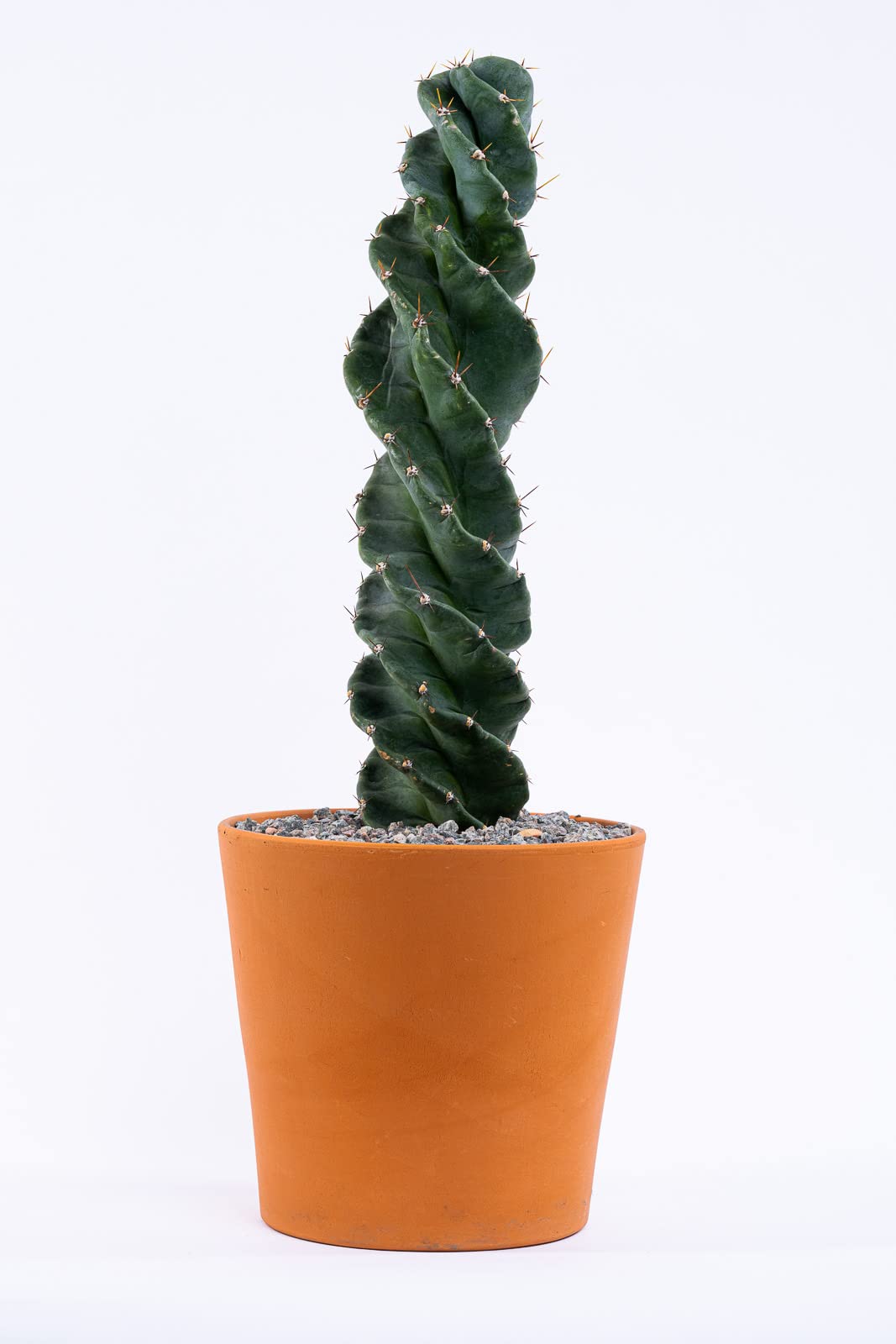 Spiral Cactus - Cereus forbesii 'Spiralis' - Twisted Rare Succulent - Tornado Cactus - Live Rooted Indoor Plants (12'')