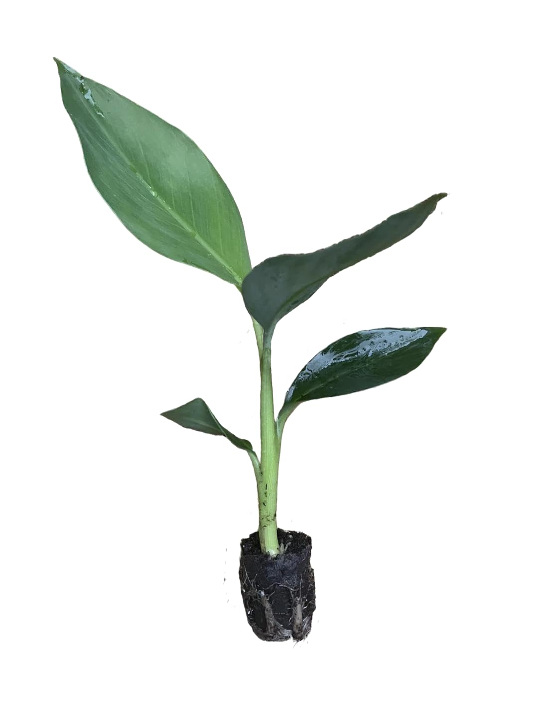Mona Lisa Banana Plant Rare Musa FHIA-02 – Live Plant, 5-9 Inches Tall – Fast-Growing, Rare Dessert Banana Variety