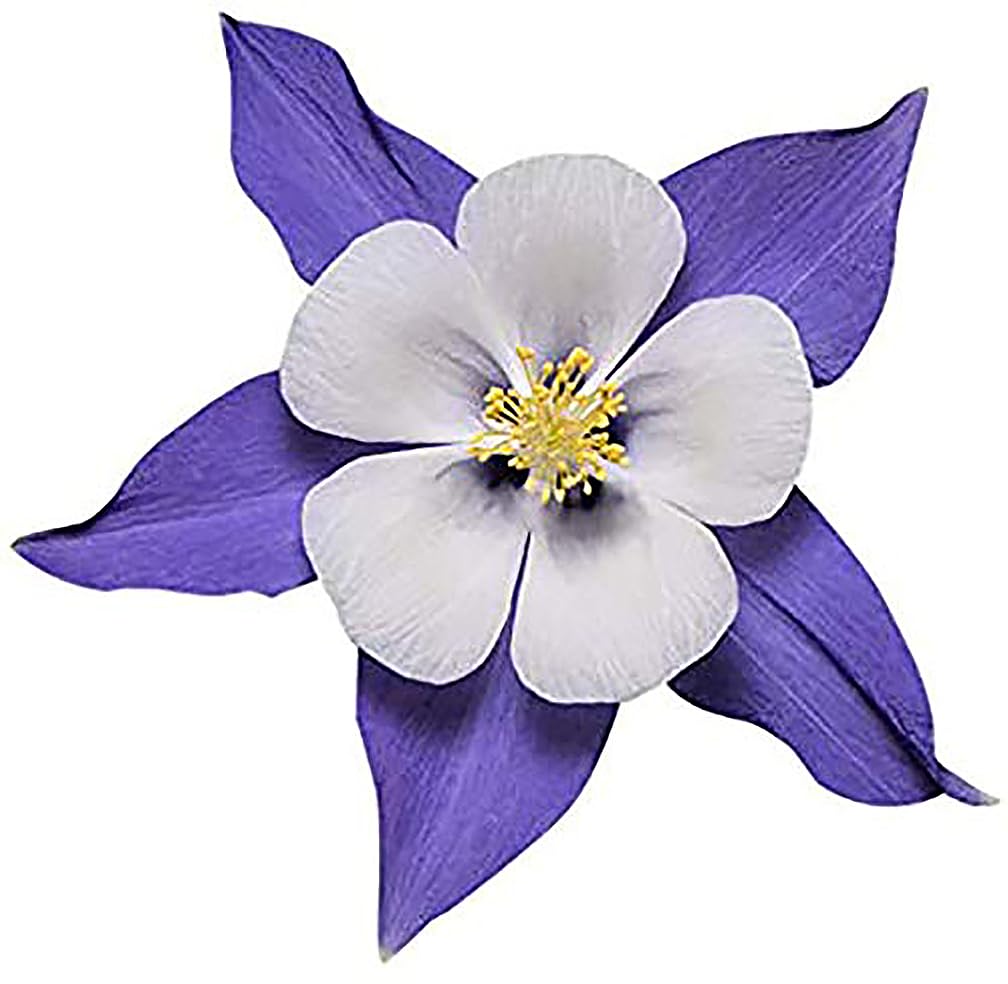 2800 Blue Dream Columbine Seeds - A Favorite Perennial Wildflower and State Flower of Colorado