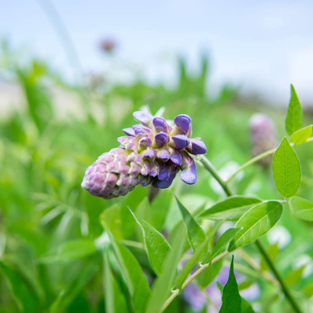 Perfect Plants Amethyst Falls Wisteria Vine 3 Gallon | Live Shrub for Outdoor Planting | Fast Growing Vines for Trellis or Fence | Beautiful Purple Flowers During Spring & Summer