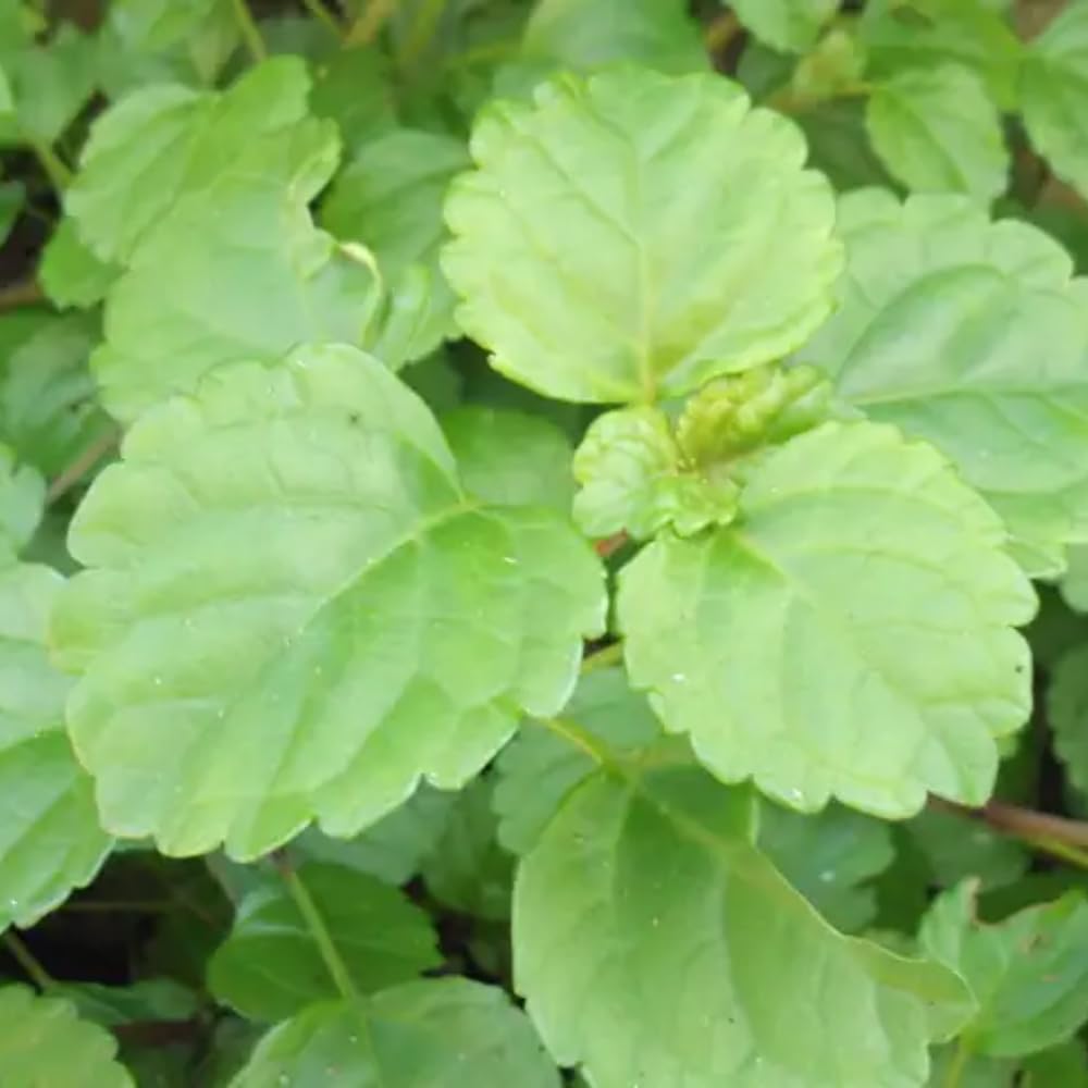 Pack 2 Swedish Ivy Plants Live Indoors in One Pot, Plectranthus Swedish Ivy House Plants, Live Swedish Ivy Vine, 4-6" Tall (Green Swedish Ivy)