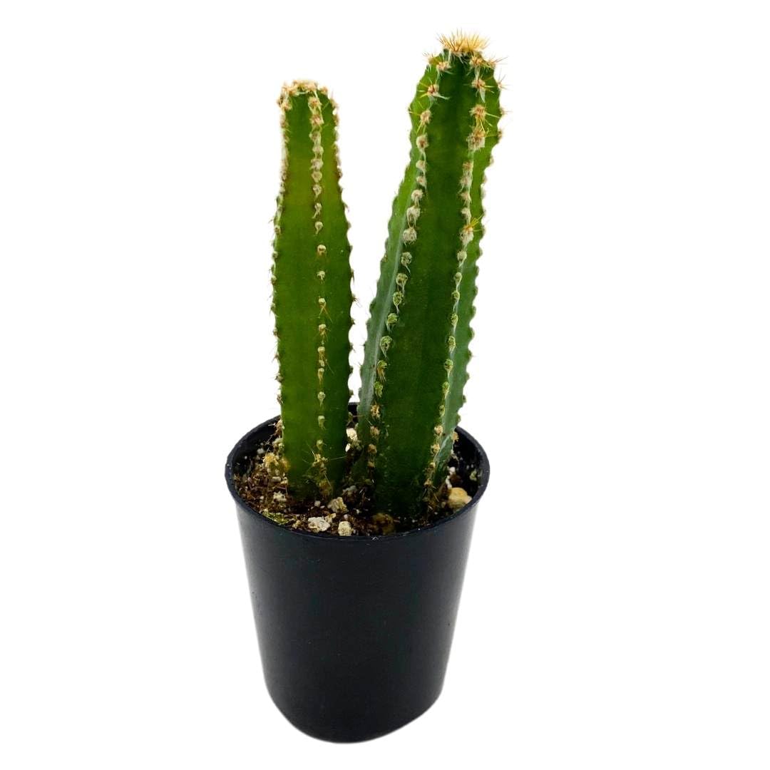BubbleBlooms Acanthocereus tetragonus Fairy Castle Cactus, in a 2 inch Pot