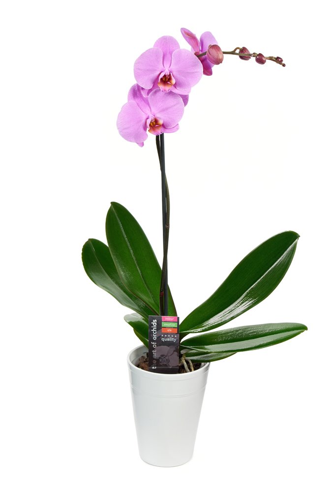 KaBloom - Purple Phalaenopsis Orchid Plant (18-24 Inches Tall) (1 Stem) in a White Ceramic Pot - Fresh Flowers for Birthday, Valentine's & Mother's Day