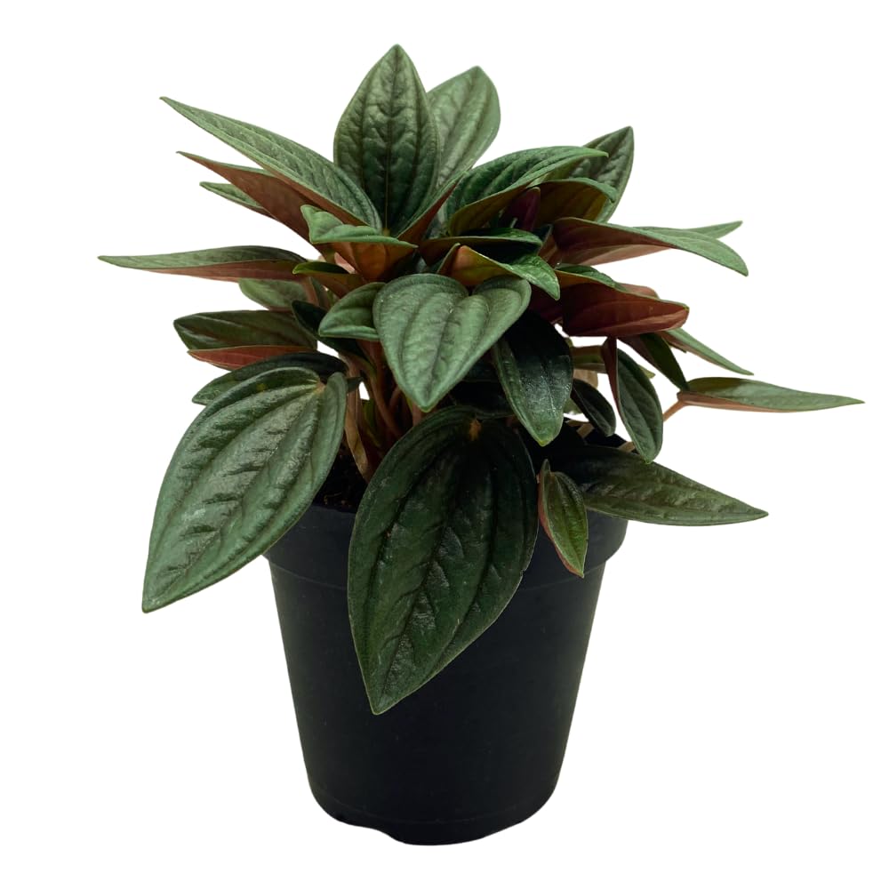 BubbleBlooms Peperomia Rosso albovittata in a 4 inch Pot