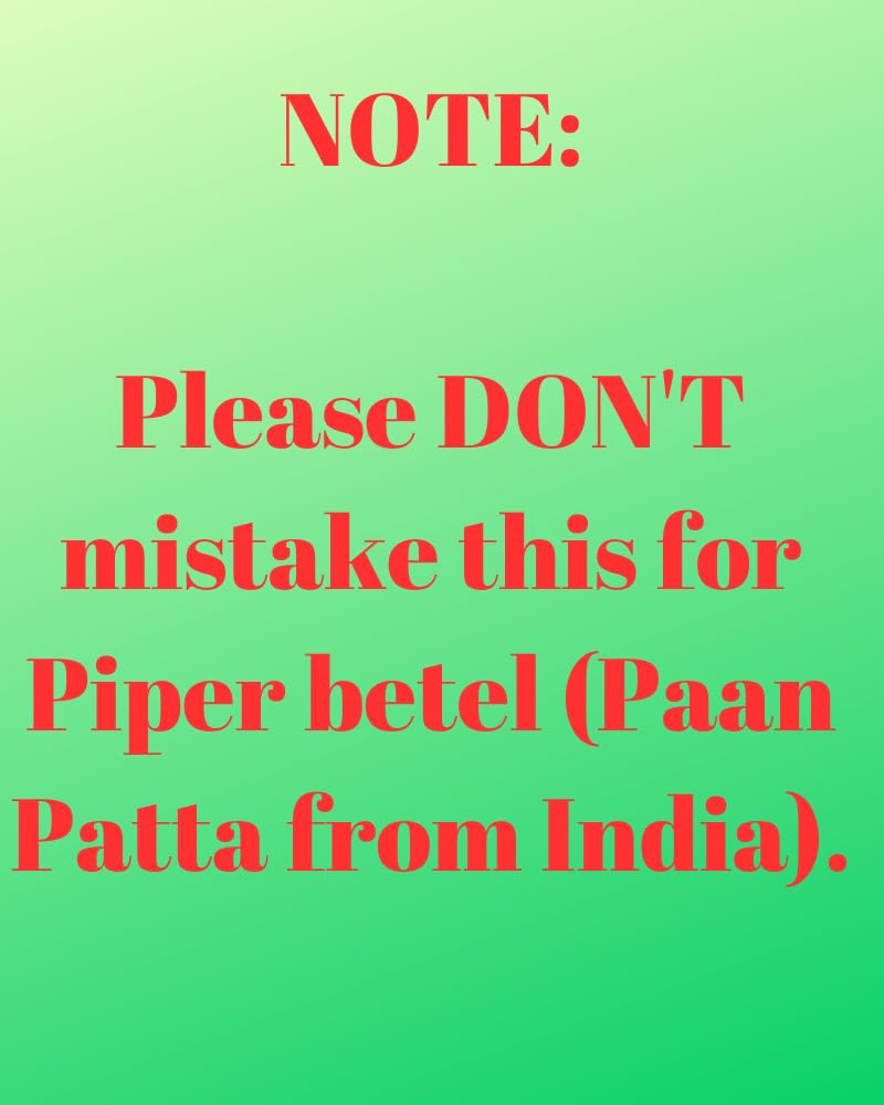 4" Pot Live Betel Leaf Plant, Piper sarmentosum, Piper Lolot-Organic, La Lot or Vietnamese Betel
