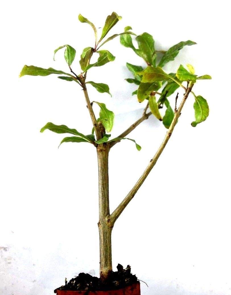 Wonderful Pomegranate Now DORMANT Live Plant Potted 5-8 Inch Tall Granada