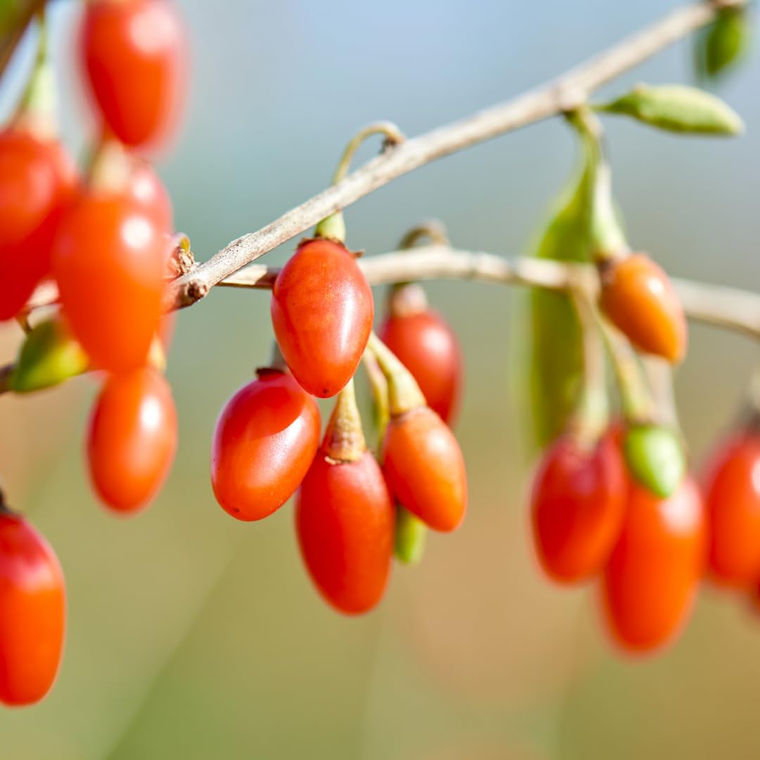 Live Red Goji Berry Plant, Goji Berry Bush, Sweet Fruit, 3-5 Inches Tall for Planting, No Pot