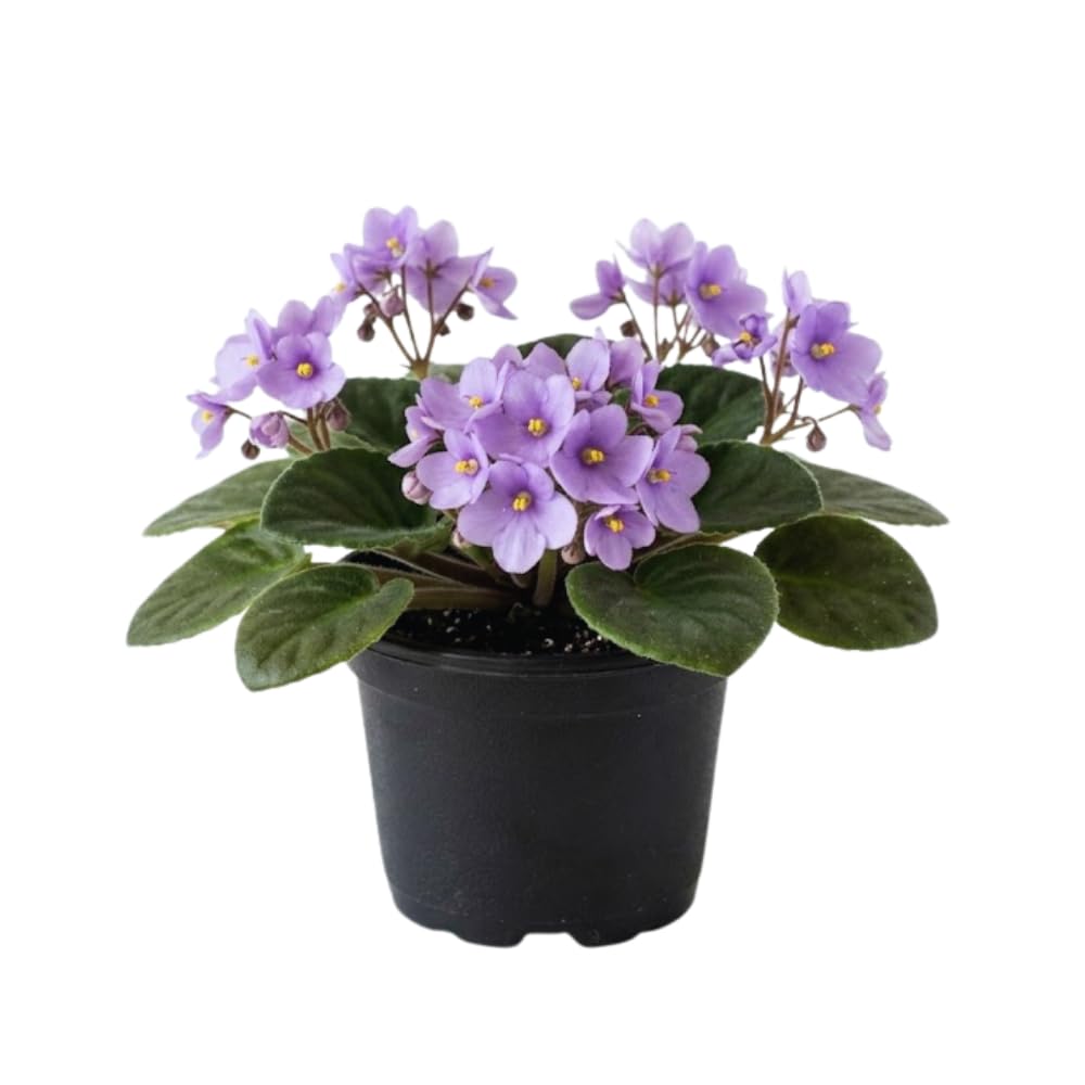 African Violets Live Plants, African Violet Plant Live in 4 Inches Pot, Violets Flowers Houseplant, 4-7 Inches Tall for Home Office Decor (Light Purple)