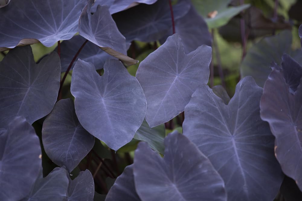Black Magic Elephant Ear Bulbs for Planting - Grow Stunning Black Elephant Ears Plants - Colocasia Esculenta (1 Bulb)