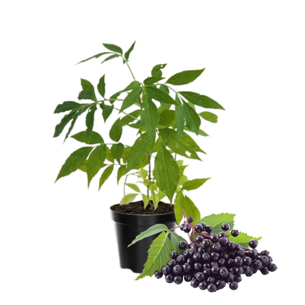 Black Elderberry Tree Live Plant, Hardy Berry Producing Shrub, Landscaping and Backyard Gardens, 4-7 Inches Tall