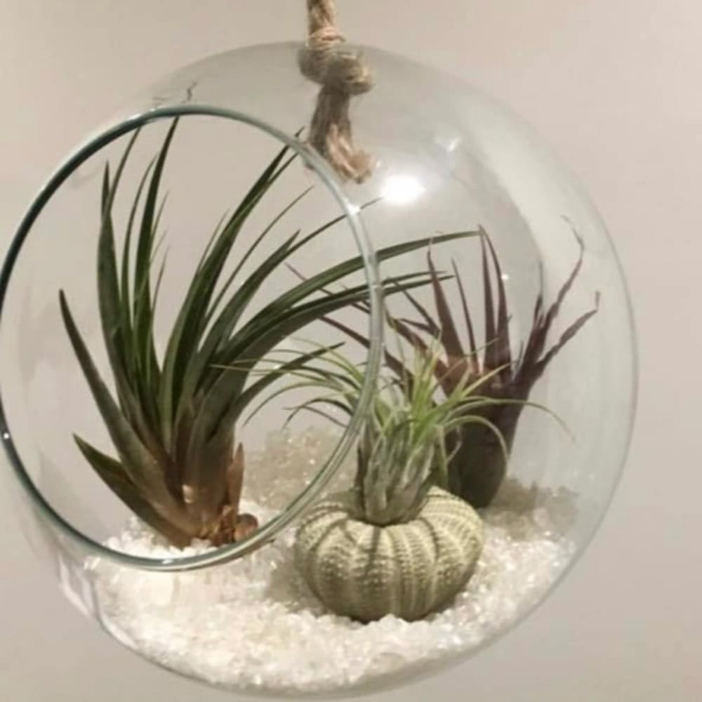Tillandsia Air Plants, Live Succulents Indoor Plants, Assorted Airplants Variety for Decoration, Terrariums, and Office (12)
