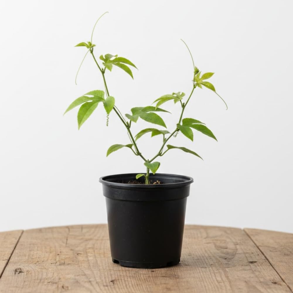 Passion Fruit Plant Live, Fragrant Passion Fruit Tree Live Plant, Edible Fruit Bearing Vine, Perennial Tropical Plant for Outdoor Gardening, 4-6 Inches Tall (Purple Passion Fruit)