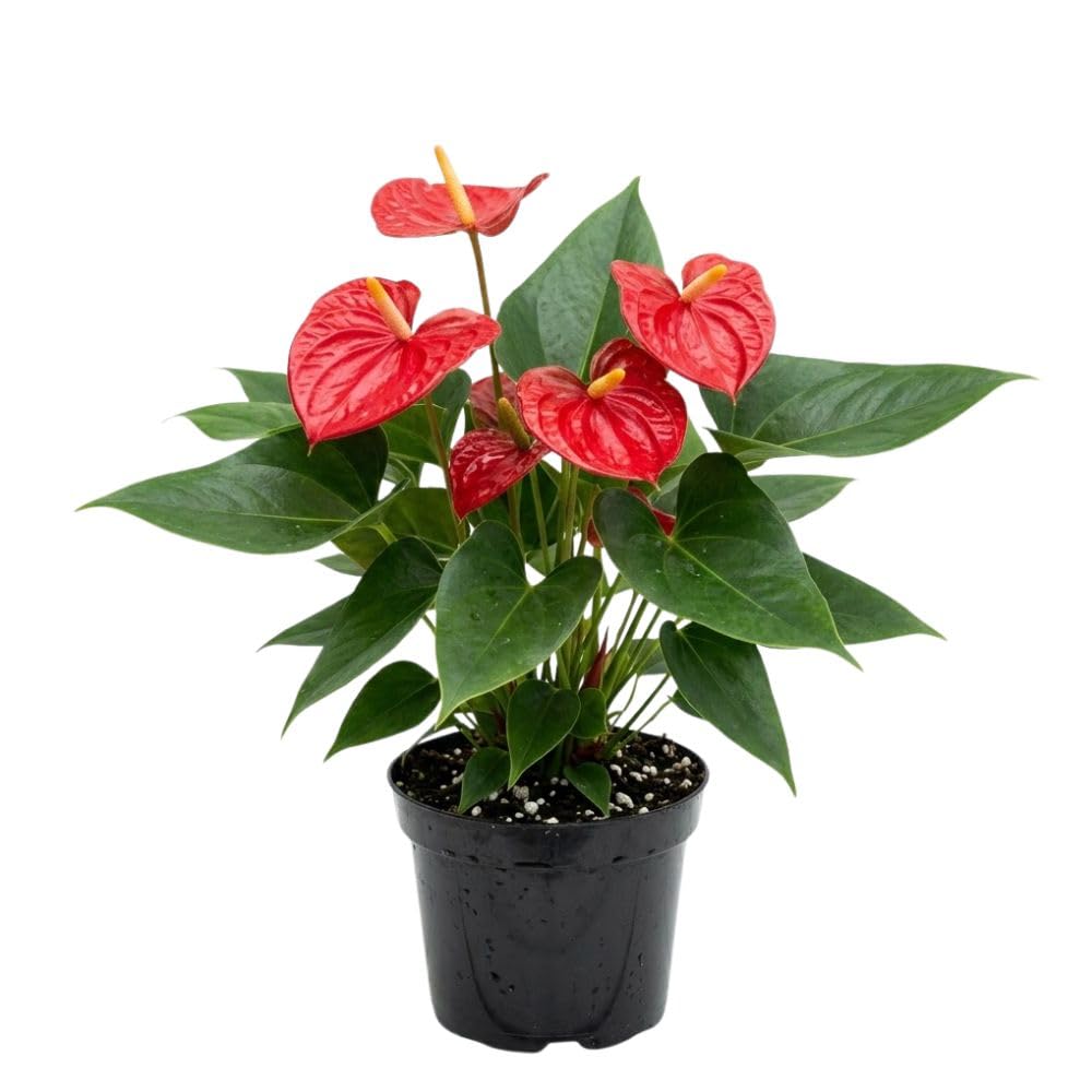 Red Anthurium Live Plant, 6 Inch Pot, Ornamental Anthurium Plant, Indoor Flowering Houseplant for Home Decor and Office