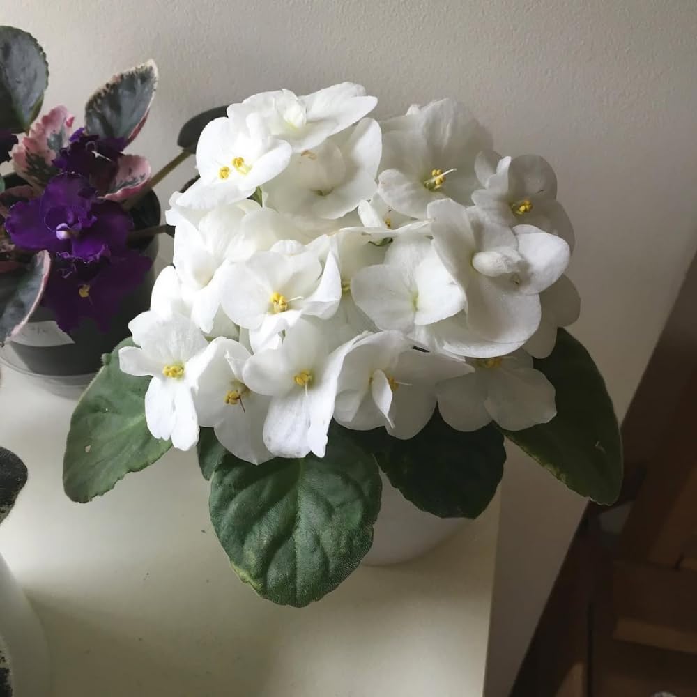 White African Violets Live Plants House Plants in 4" Pot, Vibrant Blooms for Indoor Décor, Home or Office, Easy to Grow
