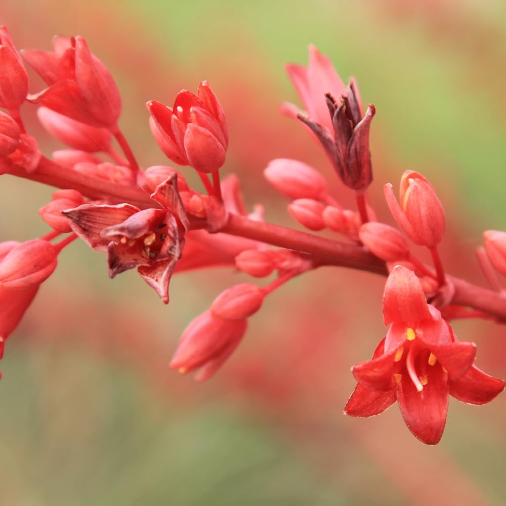 Red Yucca Live Plant, Yucca Succulent Plant Potted 4 to 8 Inch Tall, Live Outdoor Garden Plants in 4" Pot