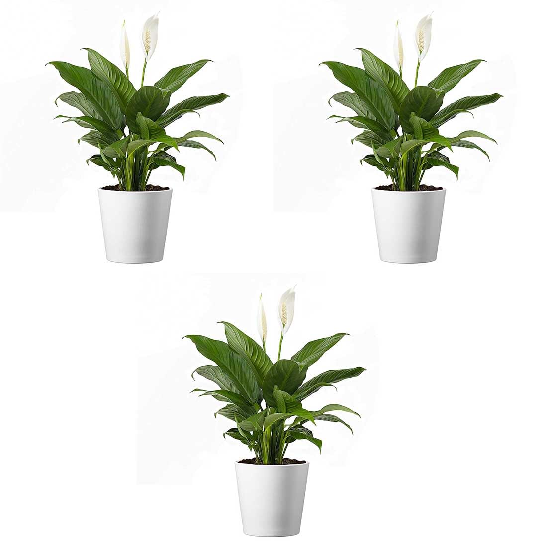 American Plant Exchange Peace Lily, Live Spathiphyllum Plants, 4-Inch Pots, 3 Pack in Deco Covers, Flowering Houseplants, Easy Care, Low Light, Perfect for Housewarming, Sympathy, or Party Gifts