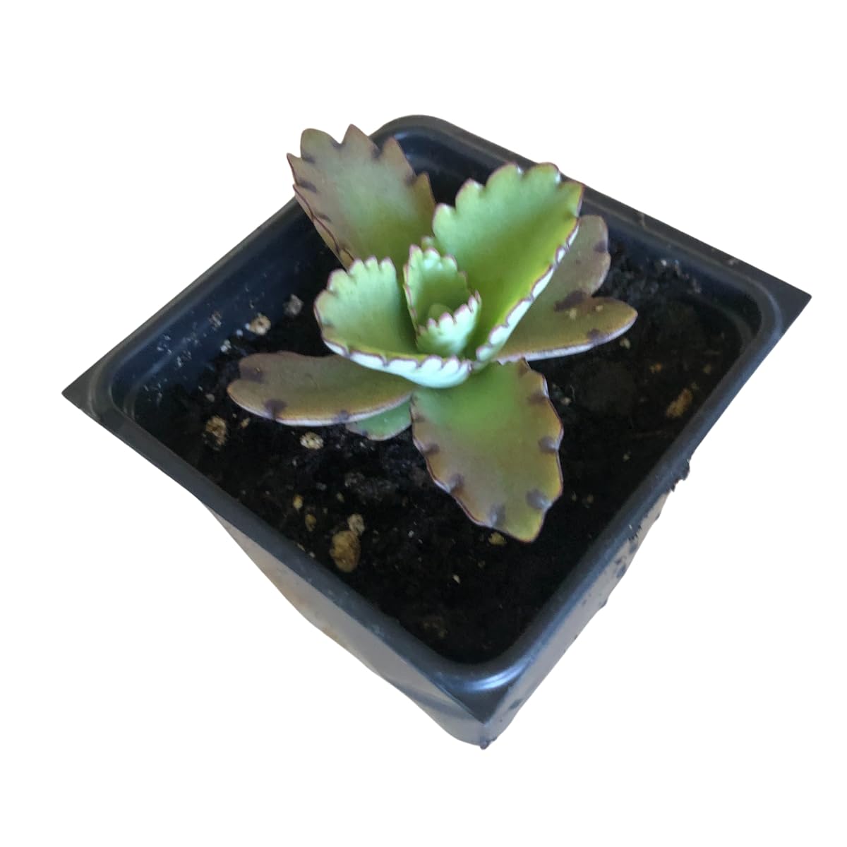 Organic Mother of Millions Plant (Kalanchoe laetvirens) Live Plant in 2.5 inch Pot | Amazing Succulent Easy-to-Grow by Smoke Camp Crafts