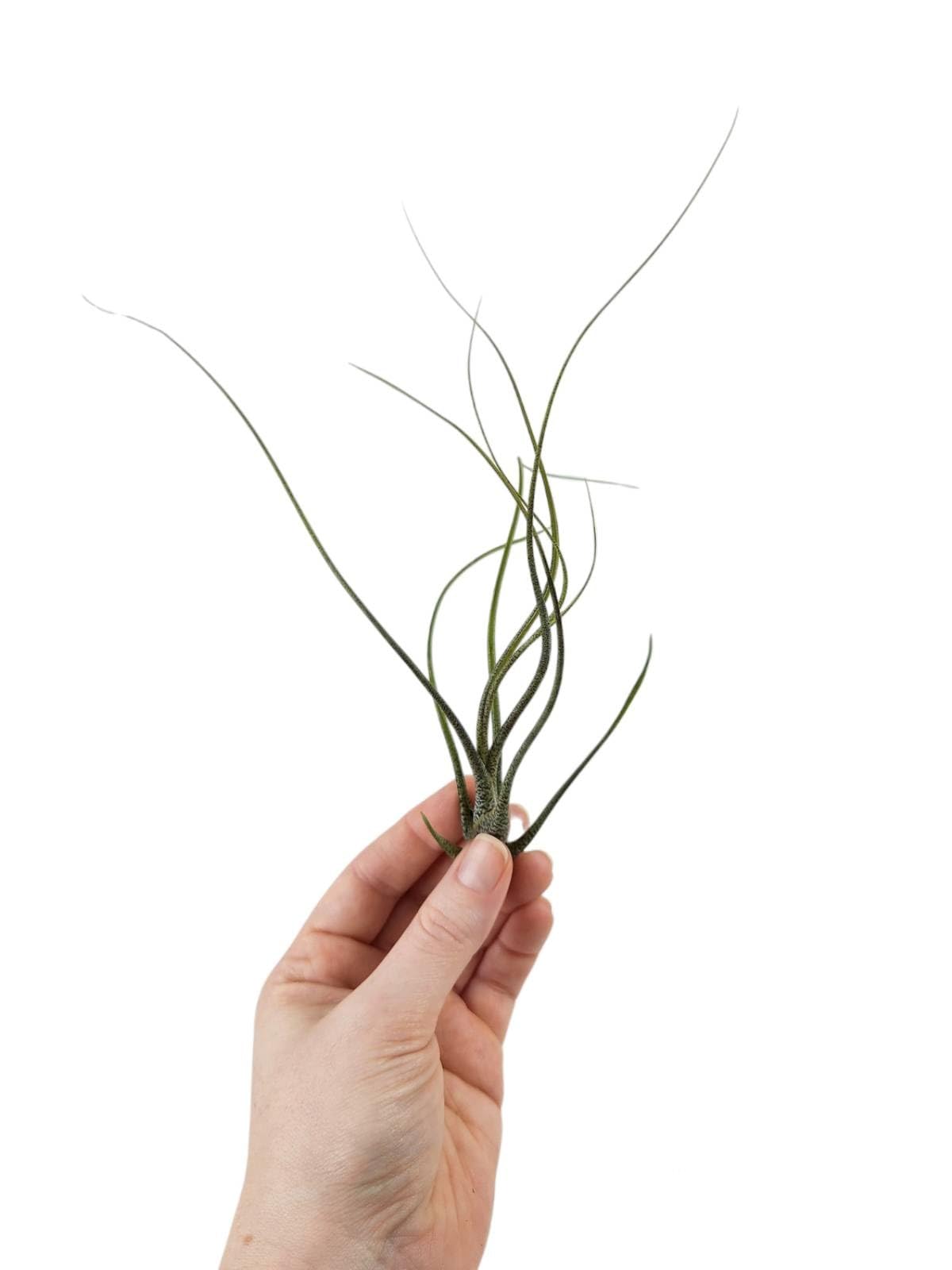 Josh's Frogs Tillandsia butzii Air Plant