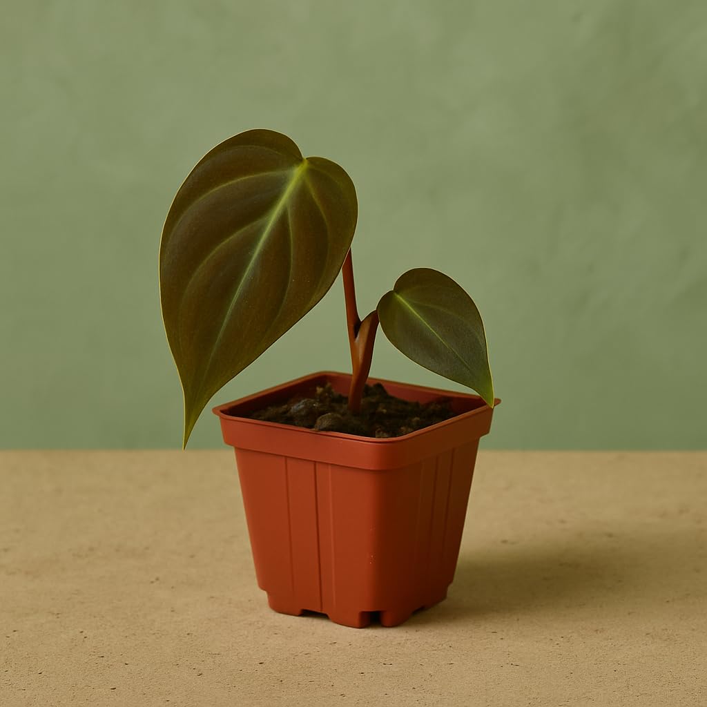 Philodendron Micans – Live Plant in 2 Inch Pot – Easy to Grow Velvety Heartleaf Philodendron Starter Houseplant