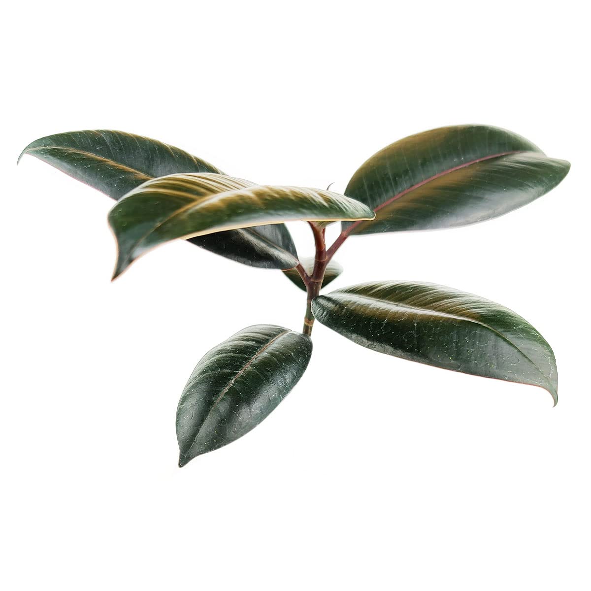 Burgundy Rubber Plant (4" Grower Pot) - Air Purifying and Live Healthy Houseplant - Easy to Grow, Easy to Care Indoor Houseplant