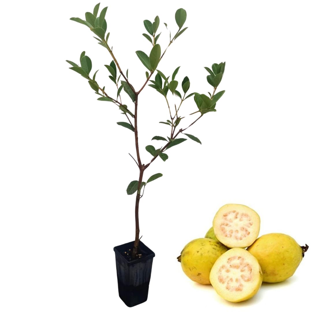 Pineapple Guava Tree Live Plant, 4"-8" in Tall, Well- Rooted Fragant Guava for Gardening, Zones 9-11