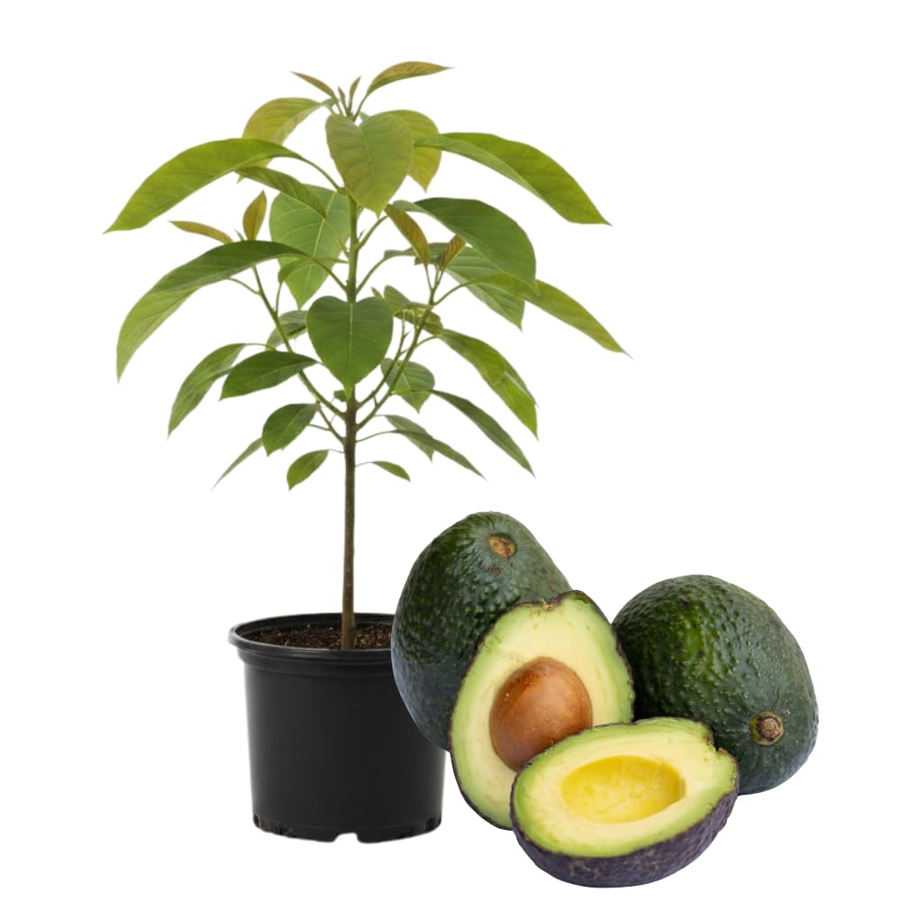 HASS Avocado Tree, Avocado Trees Live Plants in 3 Gallon Pot, Fruit Bearing Plant for Outdoor Garden, 1-2 Feet Tall, No CA