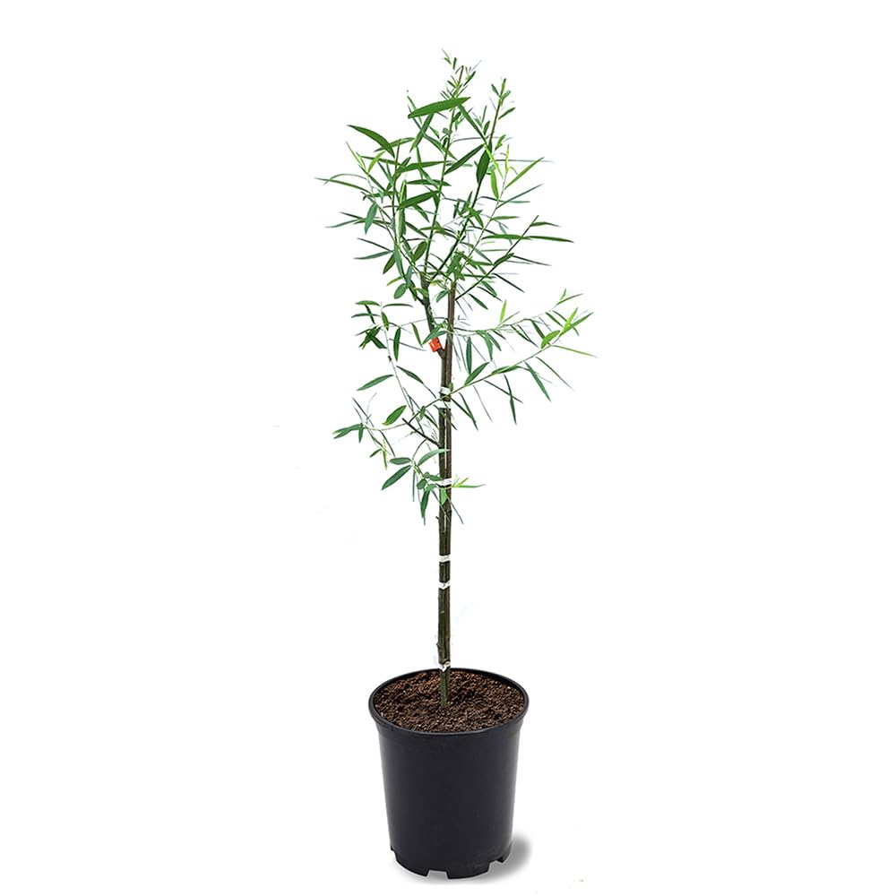 Weeping Willow, Deciduous, Fast-Growing, Shade Tree, 2-3 ft Tree Height, 1 gal Nursery Pot (Due to Agricultural Laws, we Cannot Ship to CA, AZ, AK, or HI)
