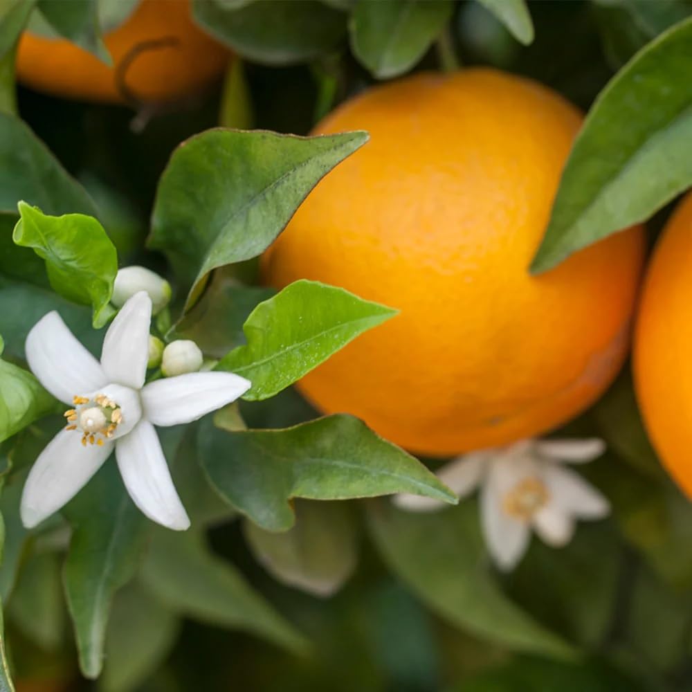 Brighter Blooms - Calamondin Orange Tree, 2-3 ft. - No Shipping to AK, AL, AZ, CA, FL, GA, HI, LA, MS, OR, TX