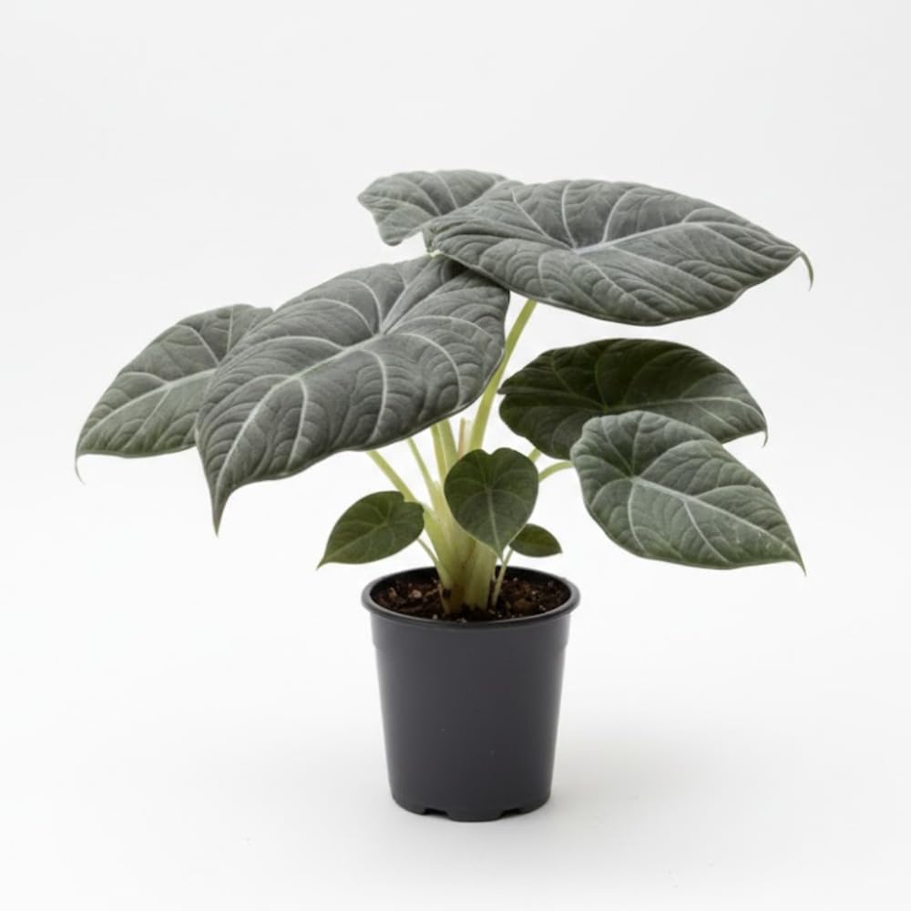 Alocasia Live Plant, Tropical Plant for Gift or Home Office Decor, Air Purifying, Rare Alocasia Plant Indoor from 2 to 4 Inches Tall (Grey Green)
