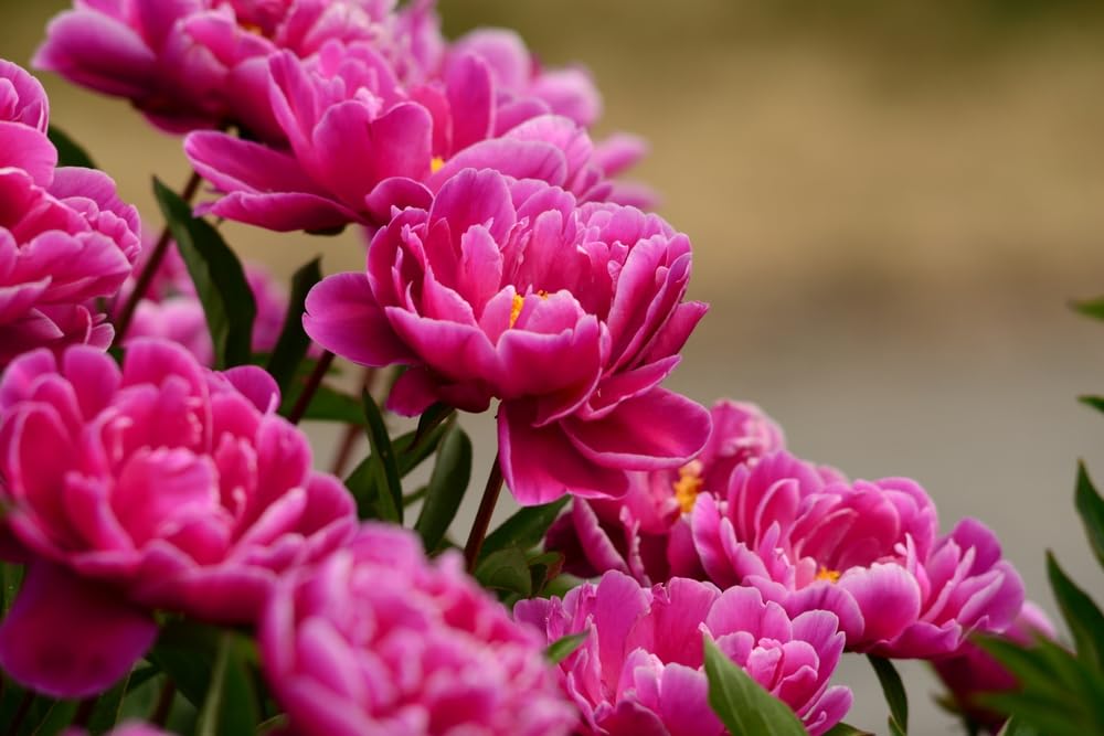 Karl Rosenfield Peony Perennial Roots to Grow – Classic Double Magenta Blooms with Lasting Beauty (1 Root)