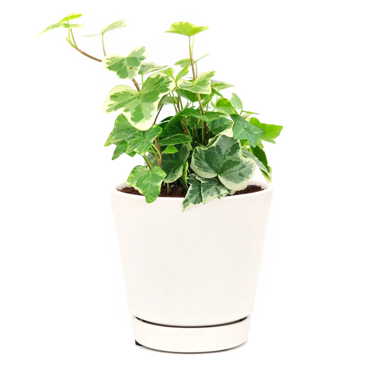 Golden English Ivy - Hedera Helix Kolibri (4" Grower Pot) - Eye-catching, Air-Purifying, Easy to Grow Houseplant - Best Trailing Houseplant for Home and Office Decoration