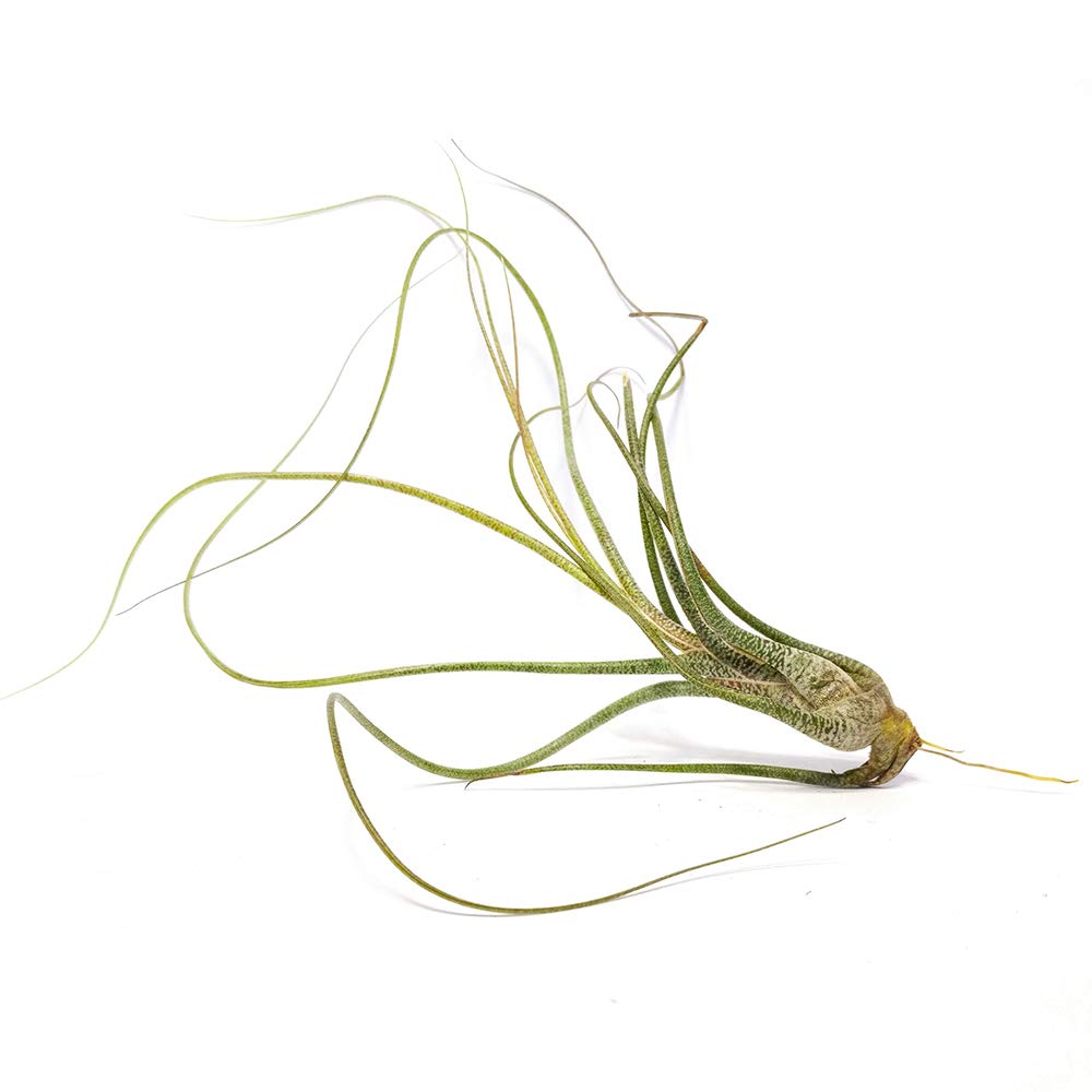 Tillandsia Butzii Air Plant (6''-8'')