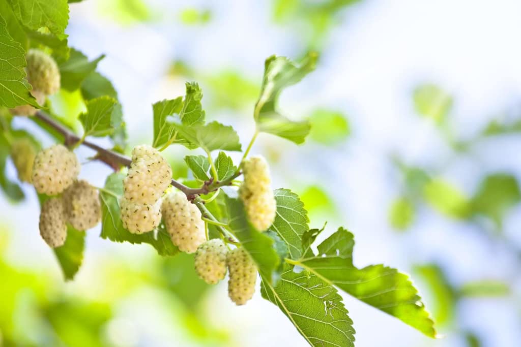 Starter Live Plants of White Mulberry Tree (Morus Alba) - Beautiful All Year Round - USDA Zones 4 to 8 (2 Plants)