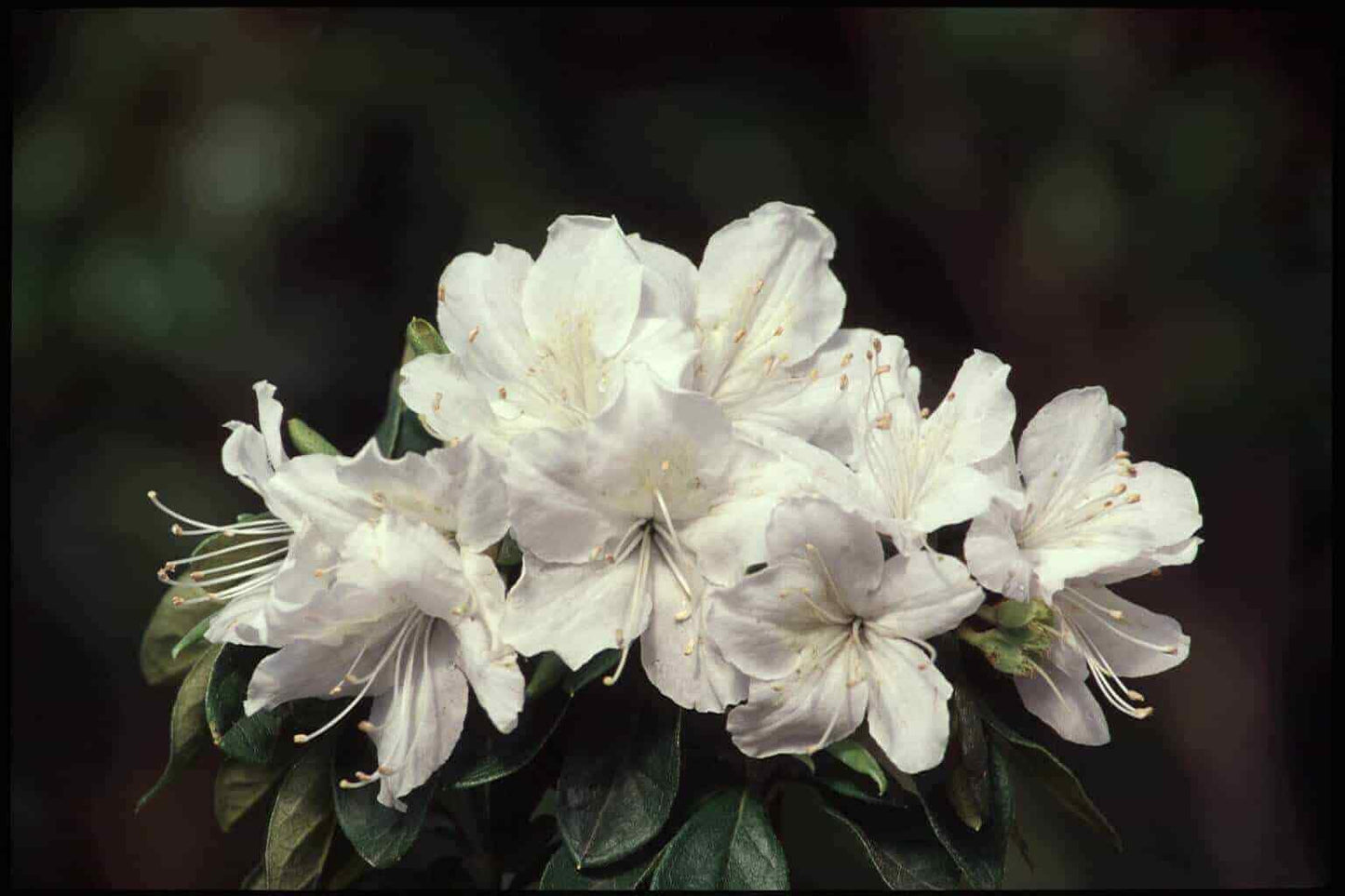 Live Plant - Delaware Valley White Azalea Rhododendron Deciduous Starter Plant