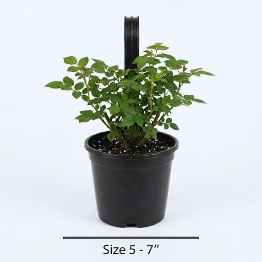 Pink Rose Plant Live, Rose Bush Shrub Plant, Climbing Rose Flower Plant, 2.5 Inc Potted