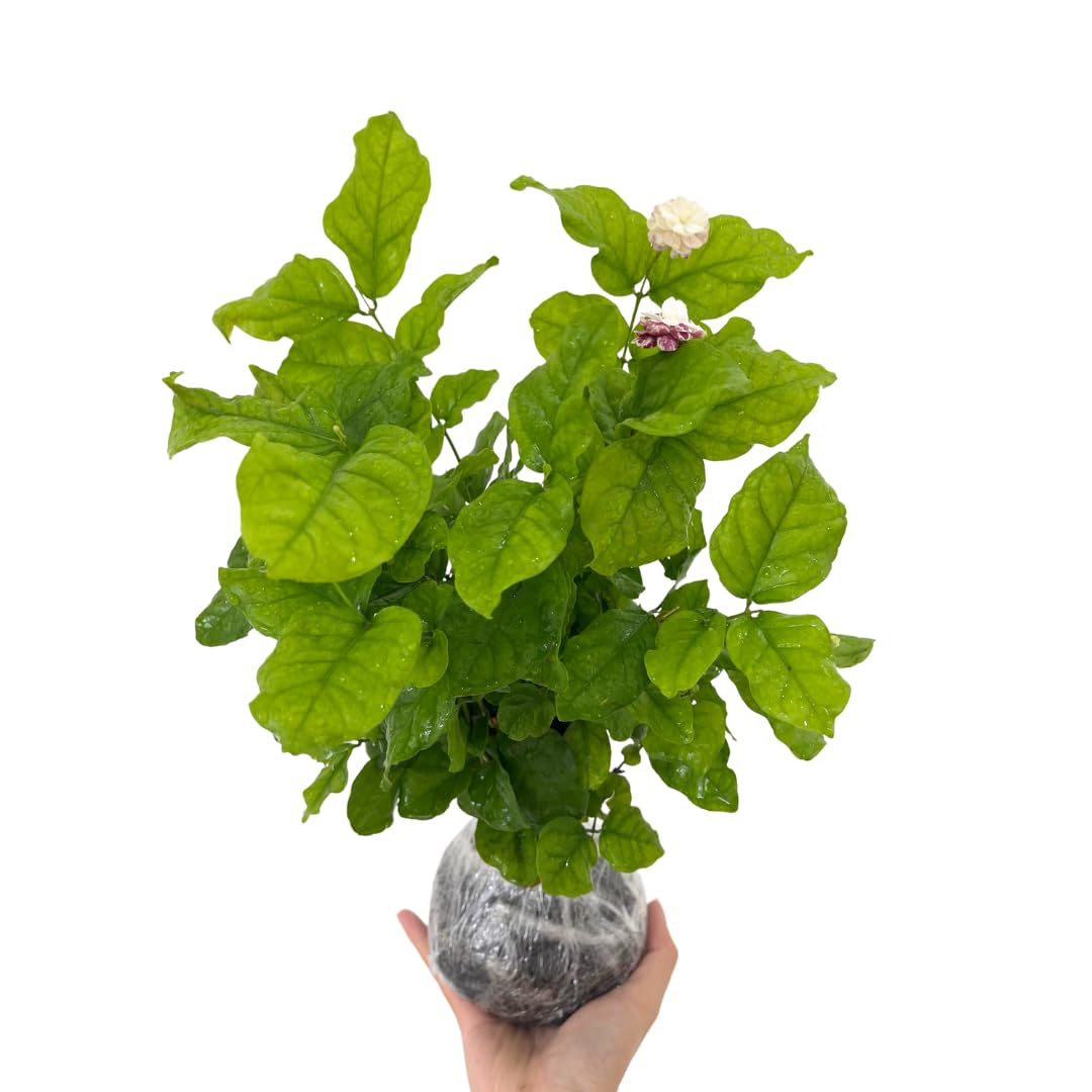 3 Jasmine Plants Indoor Live, Live Blooming Jasmine Plant, 4 to 6 Inc Tall, Maid of Orleans Jasmine Plants Live, Jasmine Plant for Garden, Jasmine Live Plant