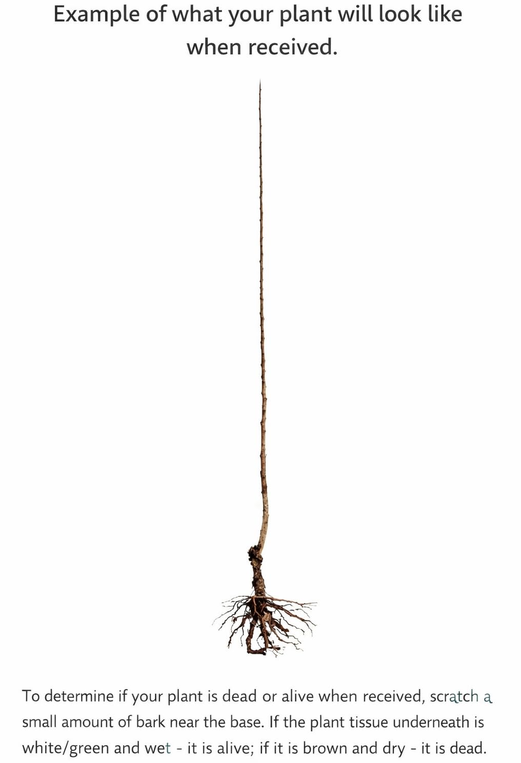 2 Weeping Willow Trees - 24-36" Tall Live Plants - Fast Growing Shade Trees - Salix Babylonica - (2 Pack)