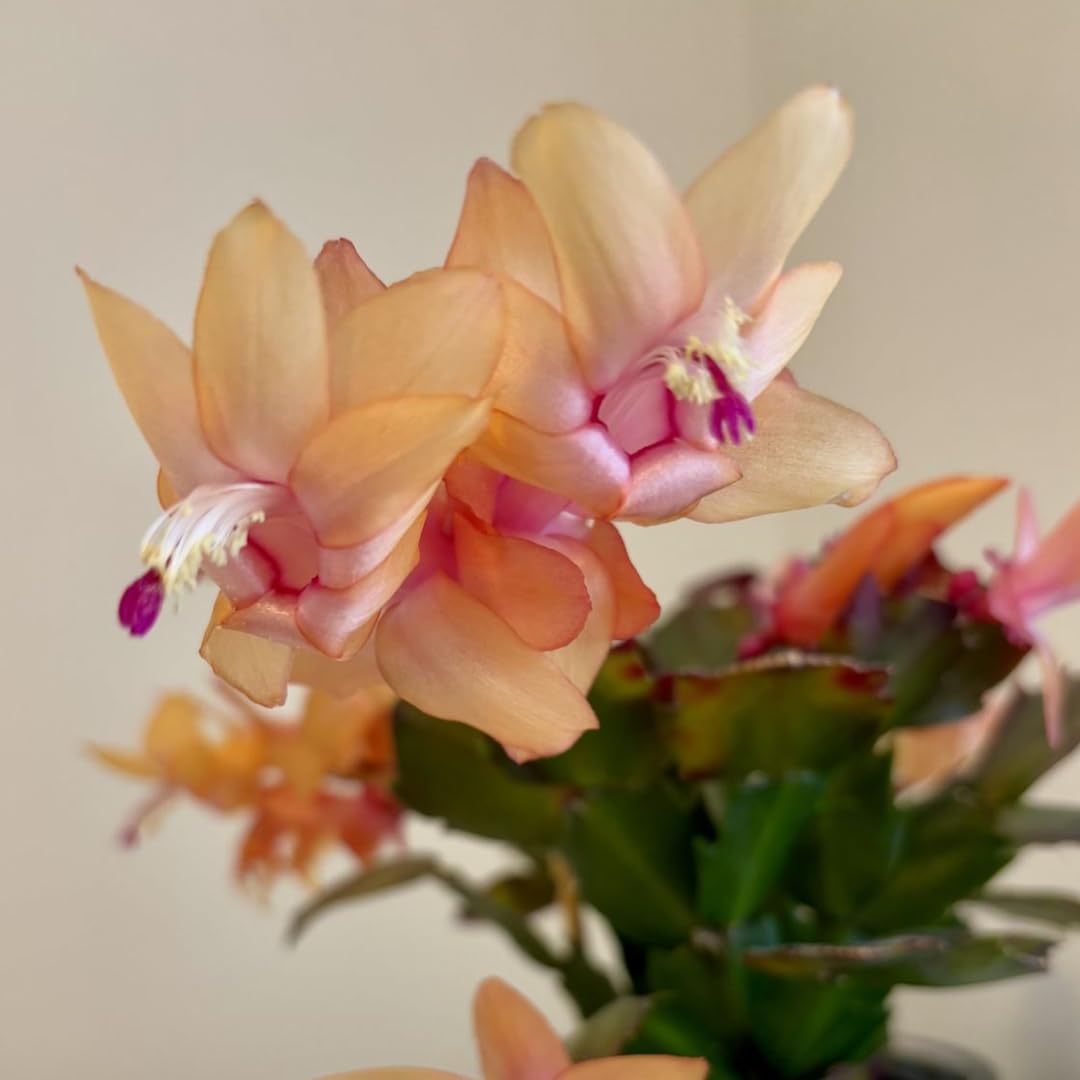 Xmas Cactus Live Plants in 4 Inch Pot | Vibrant Christmas Cactus Plants | Easy-Care Indoor Tropical Houseplant | Ideal Gift for Plant Enthusiasts | Random Color