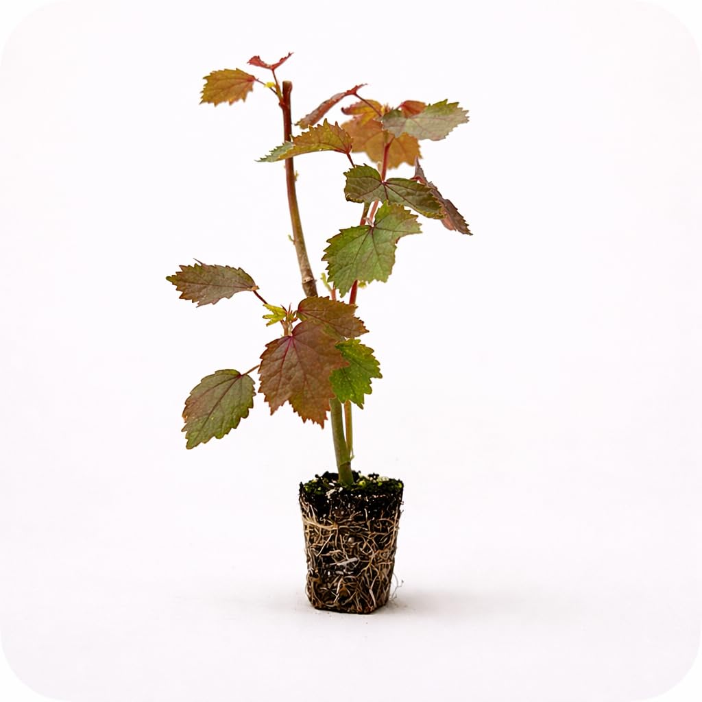 PLANT NOOK Cranberry Hibiscus (Hibiscus acetosella) Live Plant Starter | Deep Burgundy Red Foliage, Edible Tart Leaves | Container Friendly, Full Sun to Partial Shade | Pollinator Garden Plant