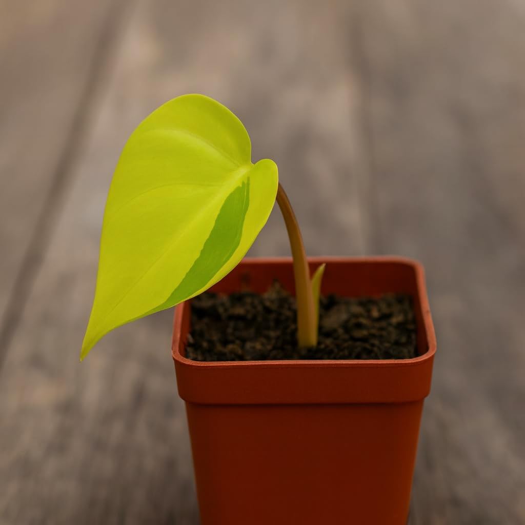 Limefire Philodendron Live Indoor Plant - Brasil Philodendron – Live Starter Plant in 2 Inch Pot - Striking Variegated Foliage with Bold Yellow-Green Centers