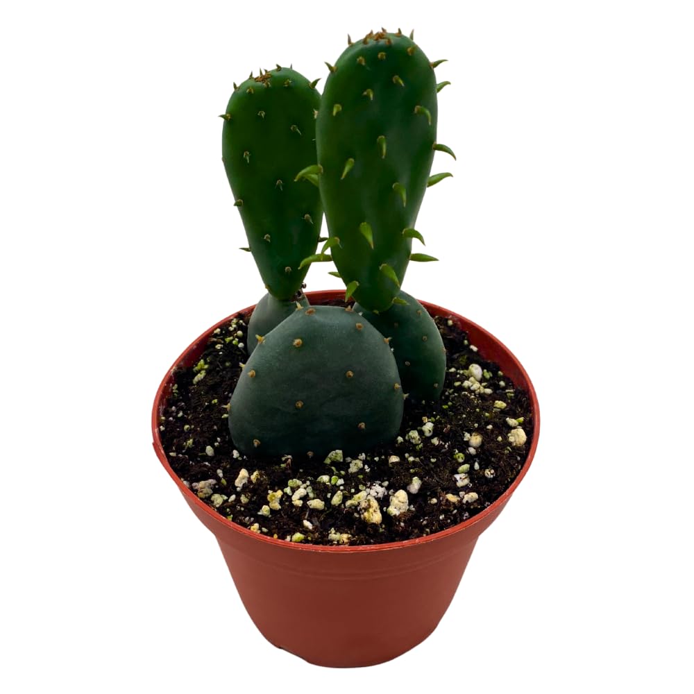 BubbleBlooms Opuntia ficus-Indica, Prickly Pear Cactus, Rare Cactus in a 4 inch Pot Well Rooted