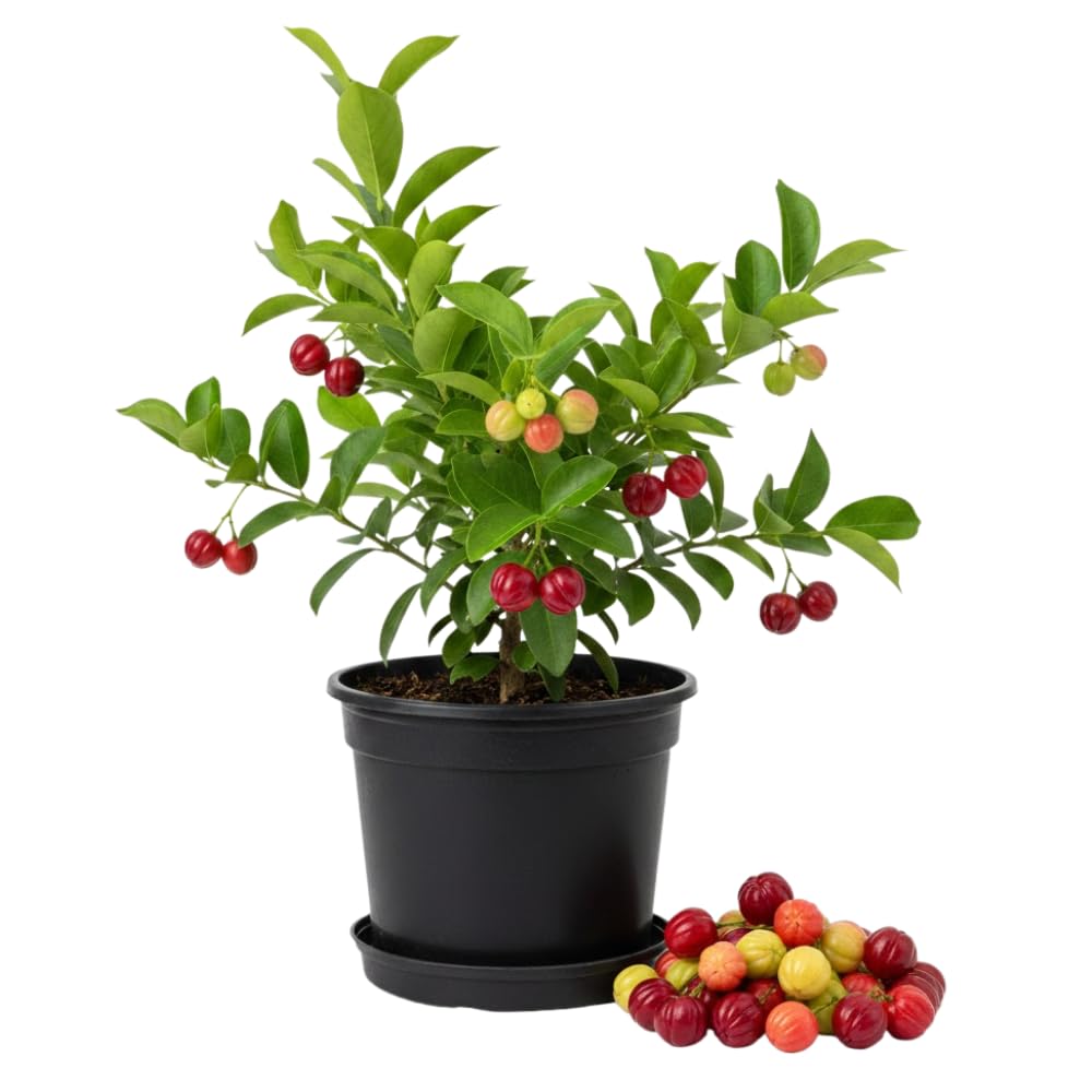 Surinam Cherry Tree Live Plants, Cherry Plant from 2 to 3 Feet Tall, Edible and Sweet Cherry Fruit Tree, 1 Gallon Pot, Easy Care for Outdoor Gardening