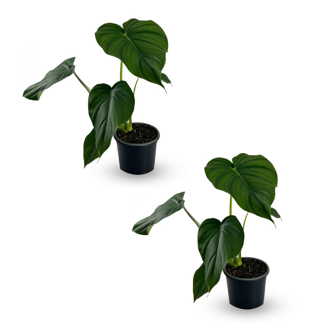 LEAL PLANTS ECUADOR Philodendron Pastazanum (Pack of 2)| Live Indoor Tropical Greenery |Air-Purifying Houseplants | Perfect for Home Decor, Unique Gift for Plant Lover