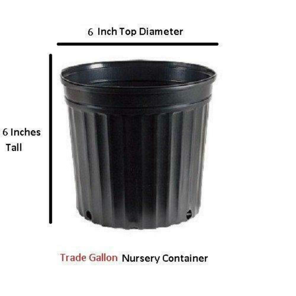 Orangeola Weeping Laceleaf Japanese Maple - Live Plant - Trade Gallon Pot