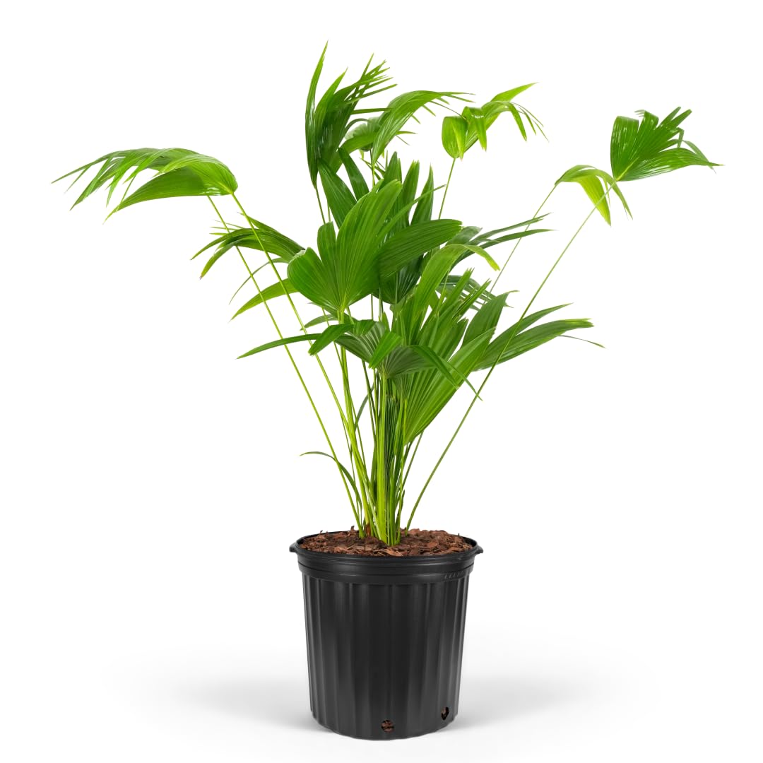 Chinese Fan Palm Tree, Livistona chinensis - Tropical Indoor/Outdoor Live Tree, Exotic Houseplant with Large Fan-Like Leaves, Low Maintenance Garden and Patio Accent (2gal Pot; 35-42in)
